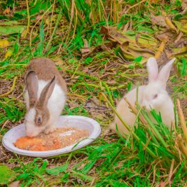 yoma-farm_white-rabbits